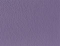 Spirit Millennium Crocus US 433