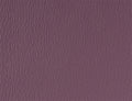Spirit Millennium Grape US 509
